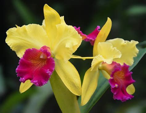 10 Easy-to-Grow Orchid Types for Your Indoor Garden - Orchid Resource ...