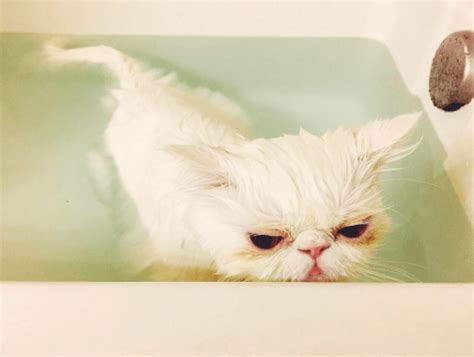 15 Tips For Bathing Your Cat