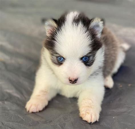 Miniature Husky - 12 Amazing Facts about Mini Husky Dogs