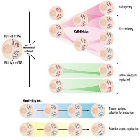 mtDNA genetic bottleneck and changes of heteroplasmy level throughout ...