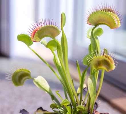 Venus Flytrap: Care, Feeding, Facts, Flowers (With Pictures)