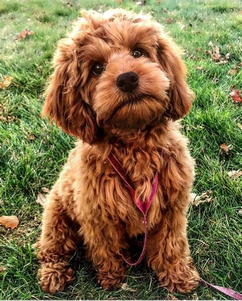 Goldendoodle breeders on Instagram: “Hazel girl. We are hoping that ...