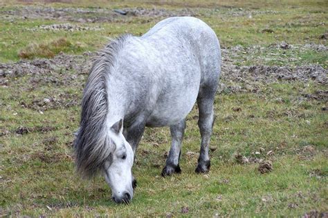 Shetland Pony | Cute and Majestic