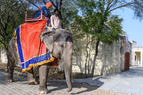 Captive Indian or Asian elephant, giving rides to tourists, at Hathi ...