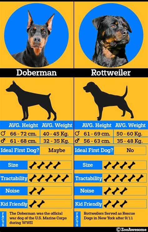 Doberman vs Rottweiler (Spot the Difference) | ZooAwesome