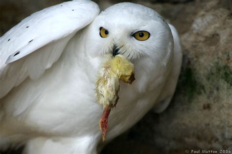 Photo: Snowy Owl Eating A Dead Chick T2E8822