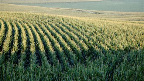 U.S. farmers to plant largest corn crop since 1936