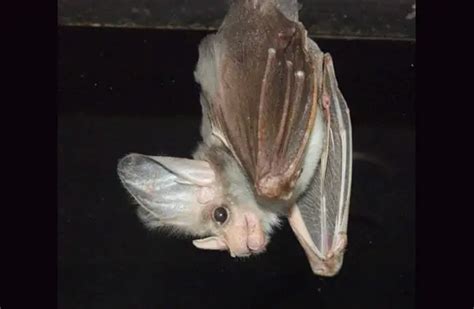 Ghost Bat - Description, Habitat, Image, Diet, and Interesting Facts