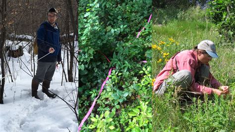 FMR's ecologists investigate how to suppress buckthorn | Friends of the ...