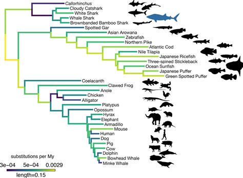 The whale shark genome reveals patterns of vertebrate gene family ...