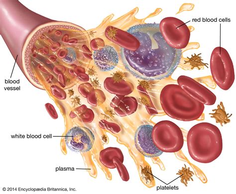 White blood cell | Definition & Function | Britannica