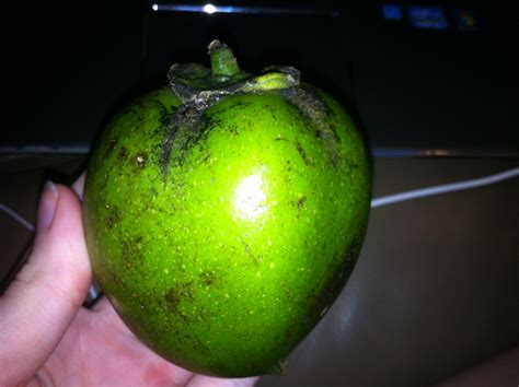 Forum: Identify Black Sapote Varieties