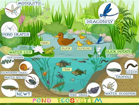 Ecosystem of duck pond Stock Vector Image by ©mariaflaya #88280580