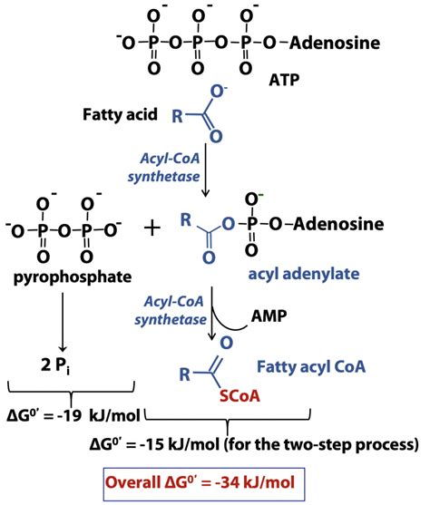 Fatty Acid Beta Oxidation – BIOC*2580: Introduction to Biochemistry