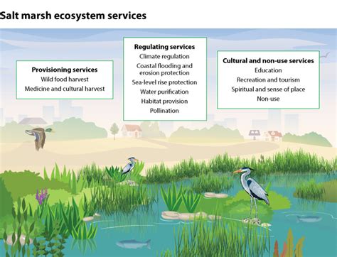 Valuing the Salt Marsh Ecosystem: Developing Ecosystem Accounts