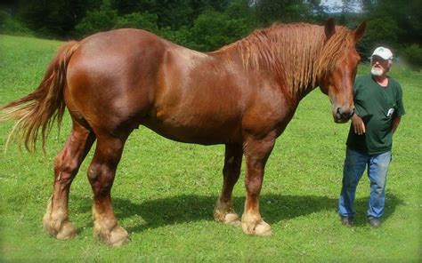 Suffolk Punch Horses for Sale | Horse breeds, Horses, Suffolk punch