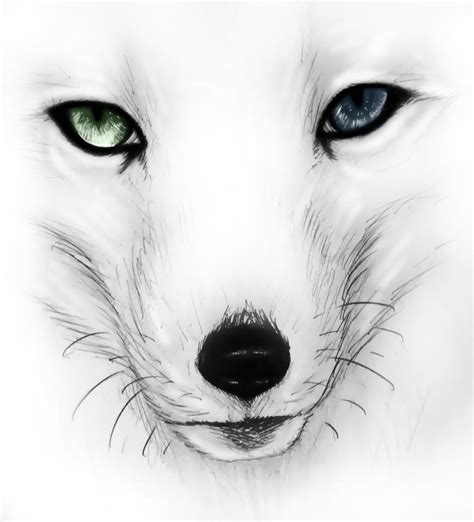 arctic fox by R0XX0rZzz on DeviantArt