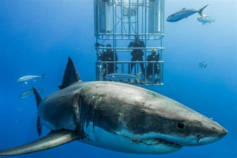 10 great white shark facts - Nautilus Liveaboards