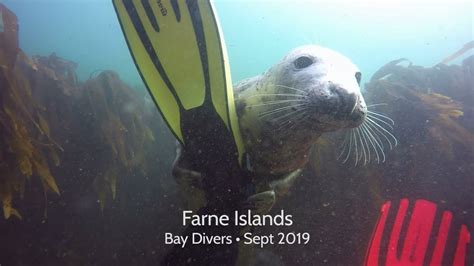 Farne Islands - Diving with seals Sept 2019 - YouTube