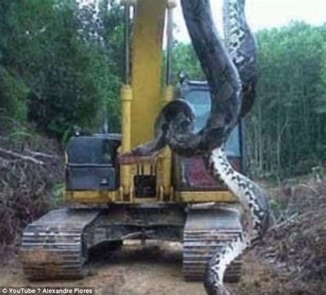 Watch: The Largest Anaconda Ever Recorded (33-Foot-Long) - Animals ...