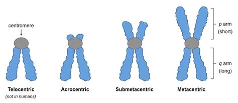 TYPES OF CHROMOSOME-STRUCTURE&DEFINITION - Agriculture Wale