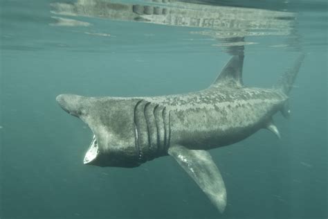 Basking Shark Size Comparison To Human