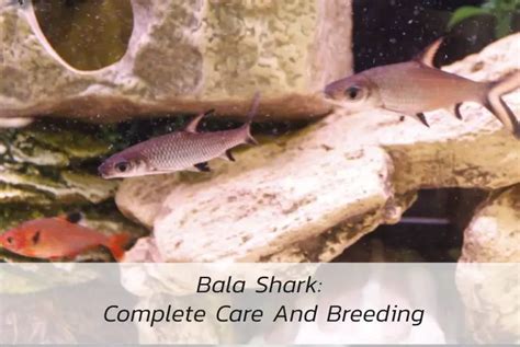 Bala Shark: Complete Care And Breeding - Fish Keeping Guide