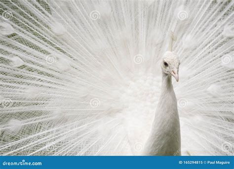 White peacock feathers stock image. Image of beautiful - 165294815