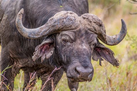 Cape Buffalo Facts, Information Pictures and Video Learn More