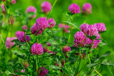 Clover Flower: Meaning, Symbolism, and Colors | Pansy Maiden