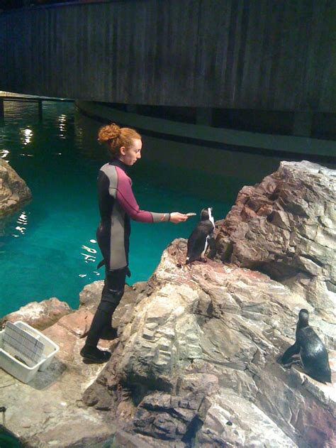 Aquarium, Boston - Penguins. The penguins were the only part of the ...