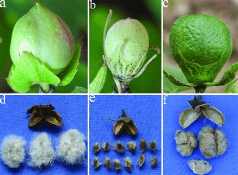 Pictures of cotton bolls and fibers. (a) G. herbaceum had conical ...