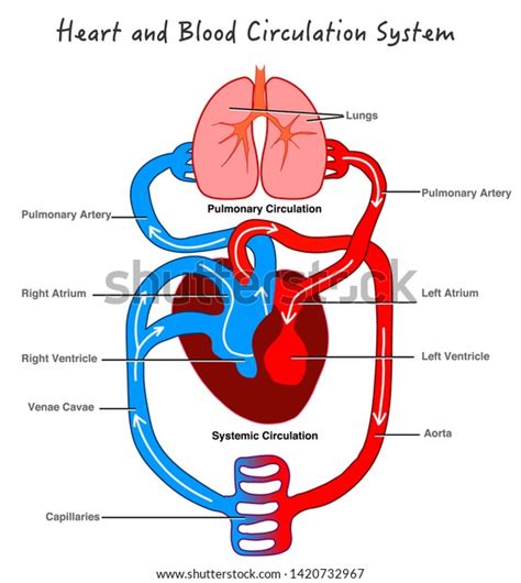 1,119 Circulatory System And Blood Pressure Images, Stock Photos ...