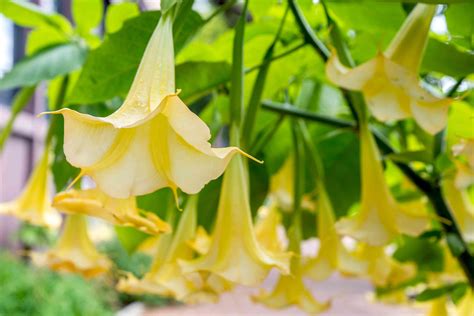 Brugmansia: Plant Care & Growing Guide