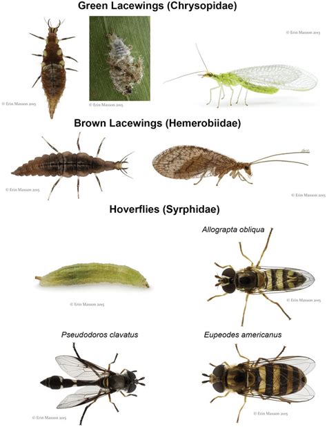 Other predators of sugarcane aphid observed in south and central Texas ...