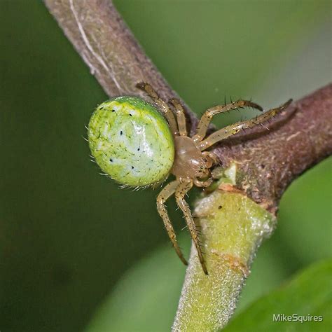 "Orb Web Spider" by MikeSquires | Redbubble