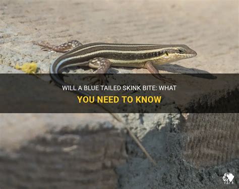 Will A Blue Tailed Skink Bite: What You Need To Know | PetShun