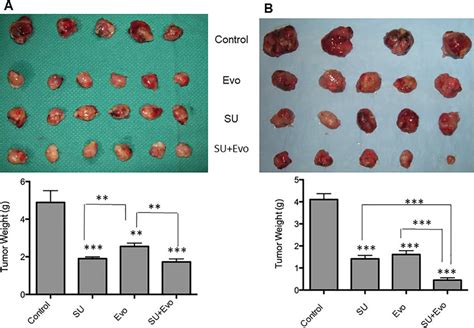 Tumor size and weights in xenograft model involving sunitinib (30 ...