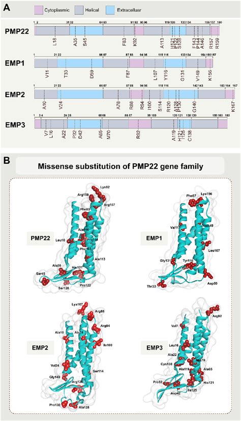 Missense substitution of PMP22 protein family. A Schematic view of ...