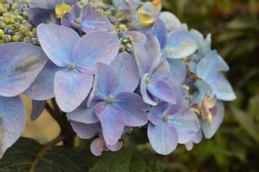 Pop star hydrangea – Artofit