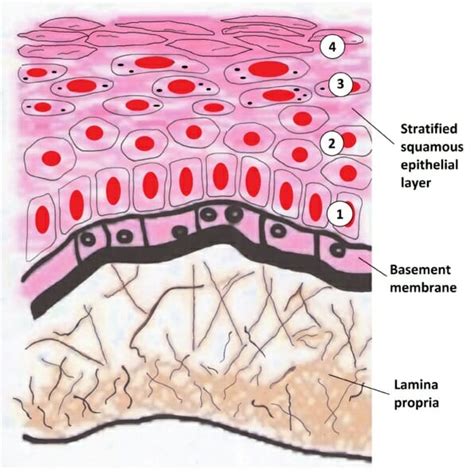 Stratified Squamous Epithelium - Definition and Function | Biology ...