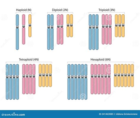 Types of Polyploidy. Haploid N, Diploid 2N, Triploid 3N, Tetraploid 4N ...