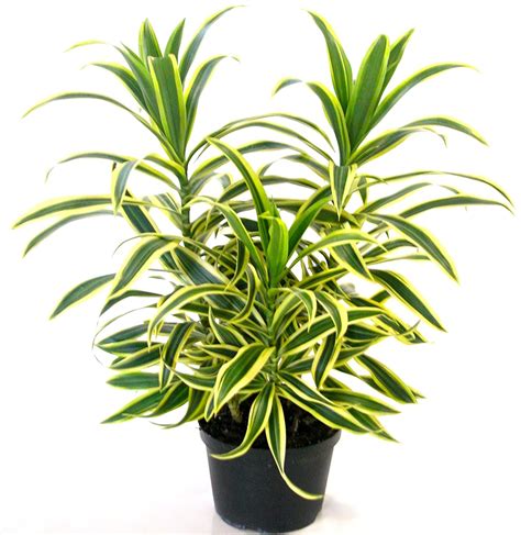 Song of India Variegata - Indoor/Ornamental Plants – Exotic Flora