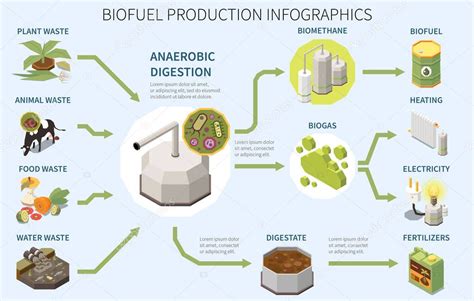 Biofuel production infographics poster with types of organic waste ...