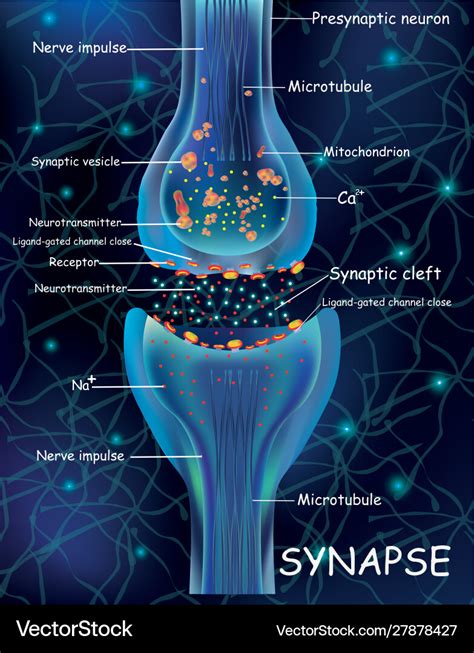 Anatomy synapse cells transmission signal Vector Image