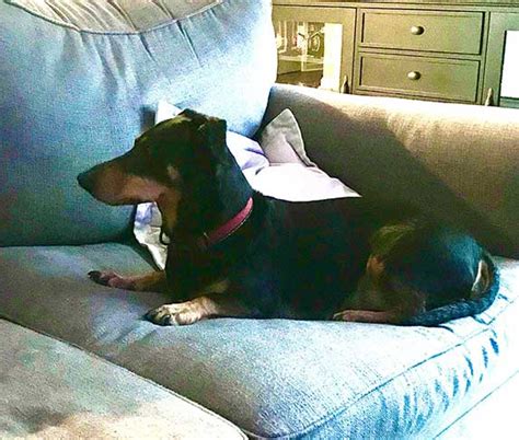 Doberman Dachshund Mix (Doxie Dobie) Info, Pictures, & Facts | ZooAwesome