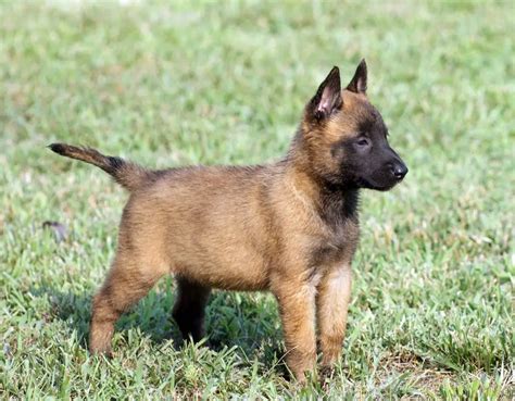 Belgian Laekenois Info, Temperament, Puppies, Pictures