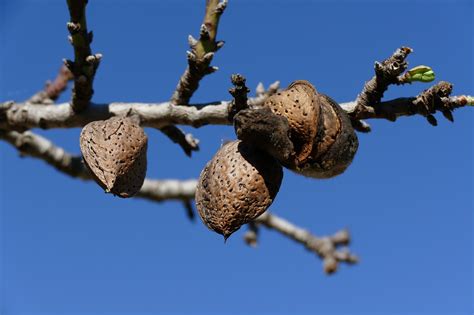 Download free photo of Nut,almond,almond tree,fruit,tree fruit - from ...