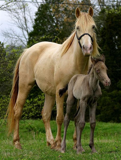 Pretty horses, Horses, Beautiful horses