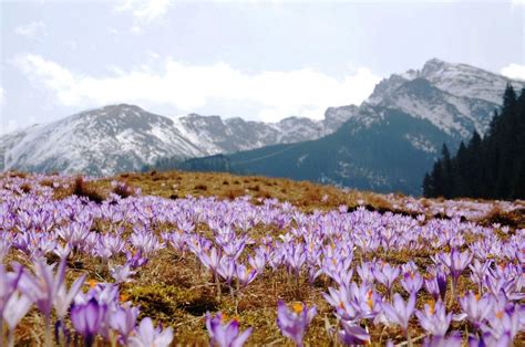 Known as the Saffron Town of Kashmir, Pampore is one of the few places ...